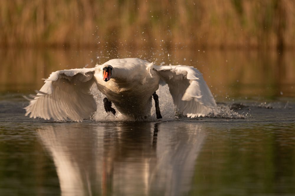 Photograph by Alena Bednarova