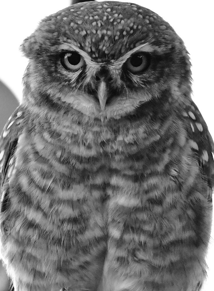 Photograph by SRIMANTA RAY