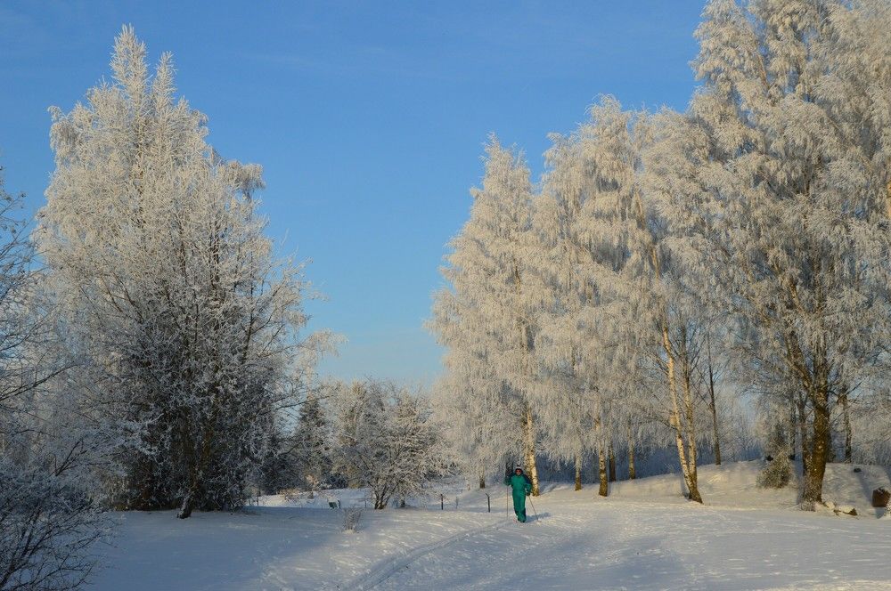 Žiema šerkšnuotame parke