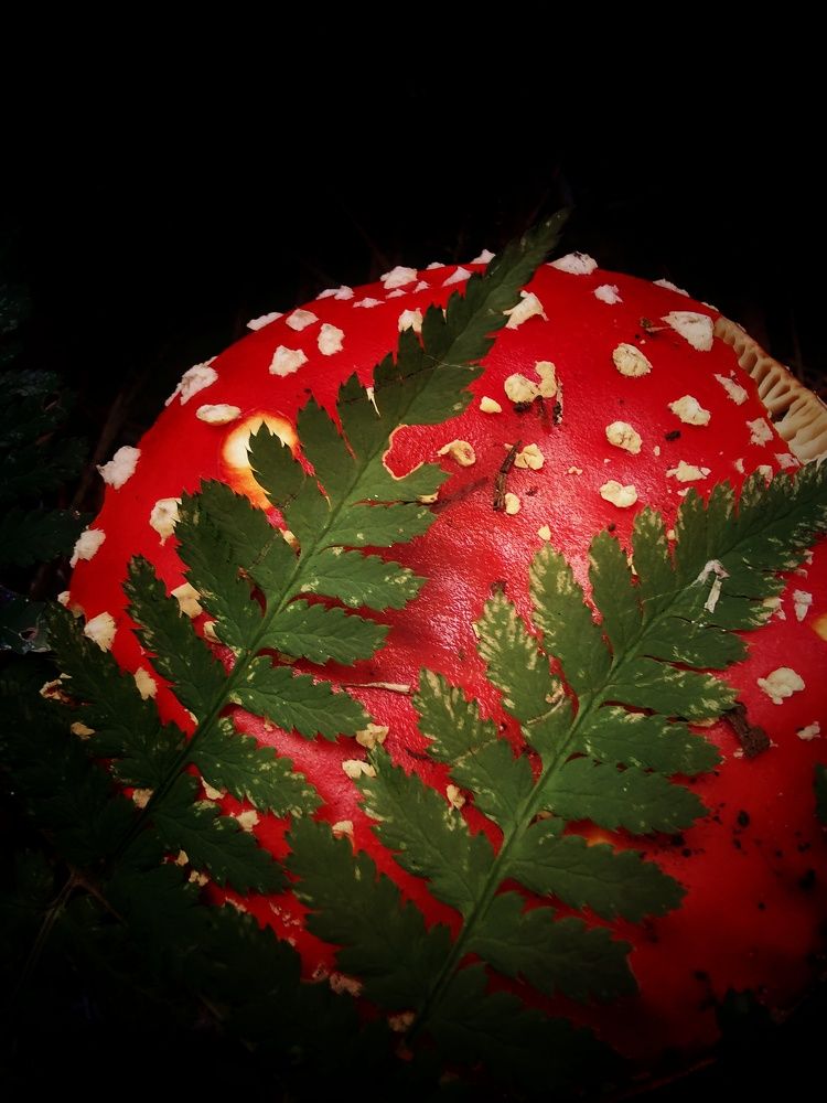 Photograph by Евгения Лушенкова
