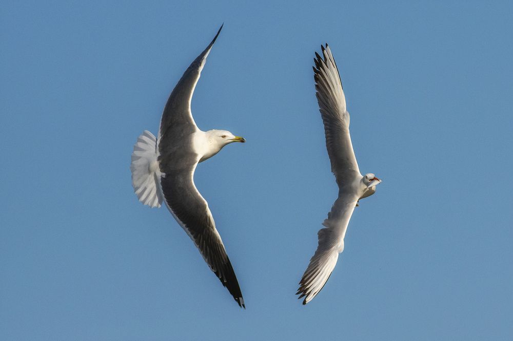 Photograph by Mehdi Dorostkar