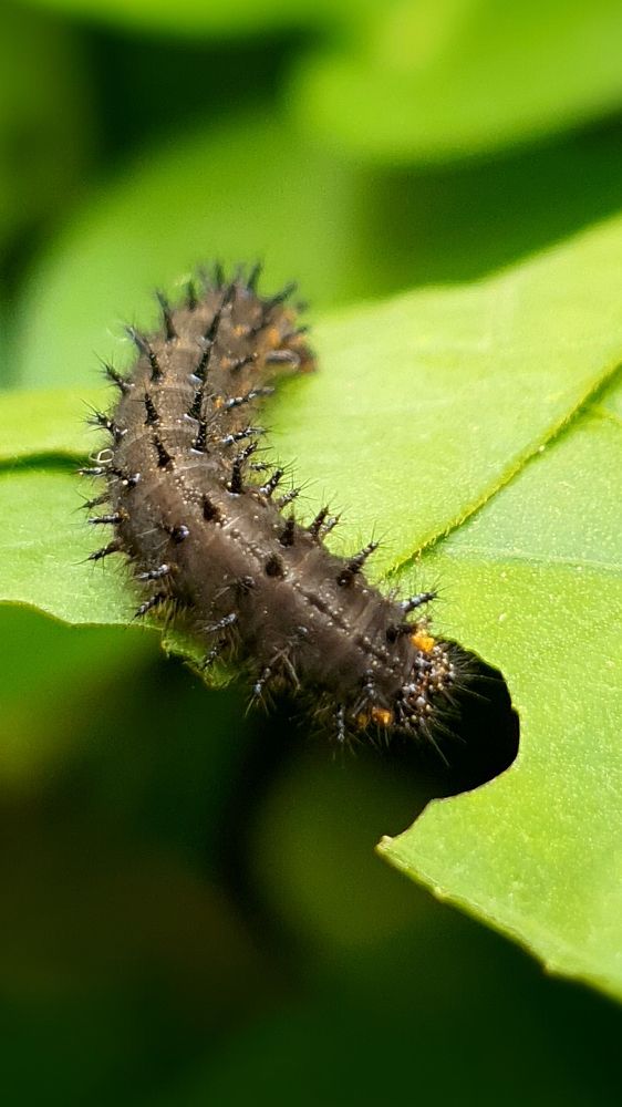 Photograph by Firas Abussaud