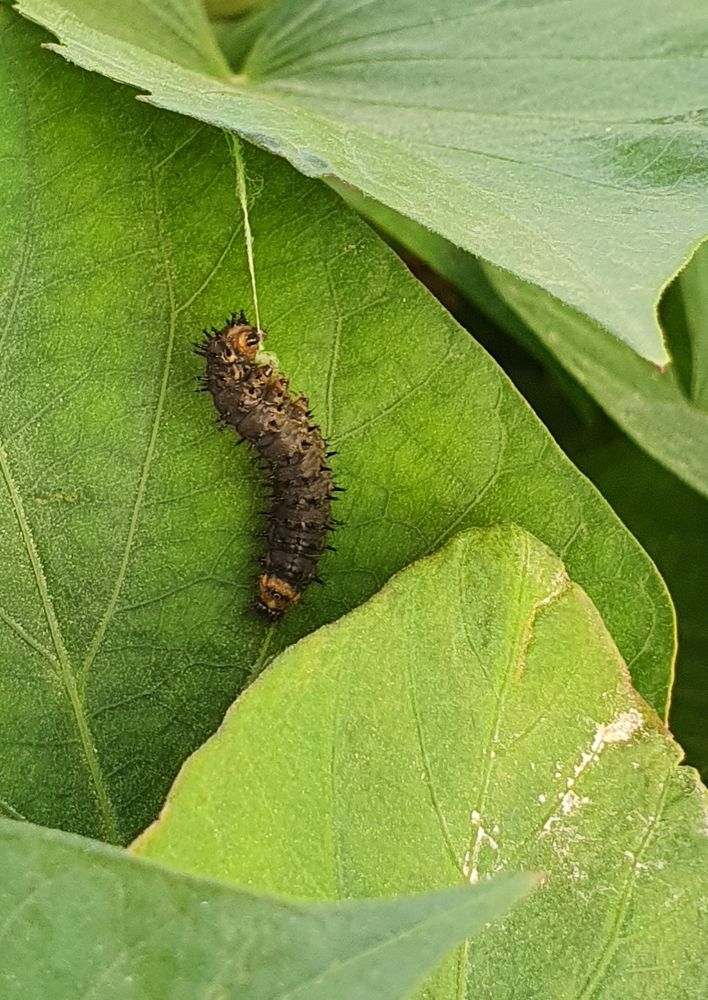 Photograph by Firas Abussaud