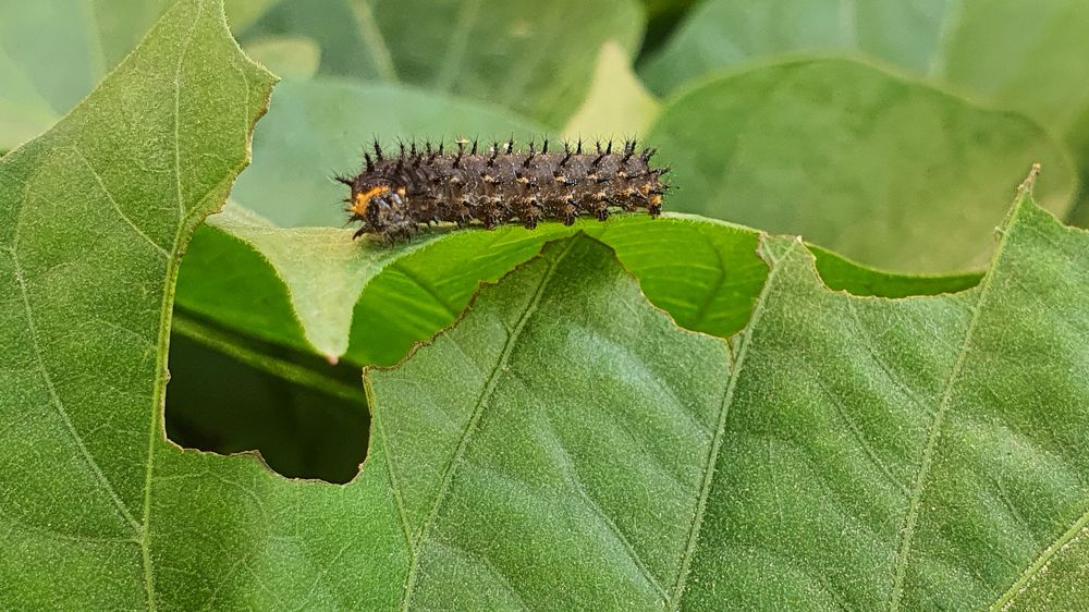 Photograph by Firas Abussaud