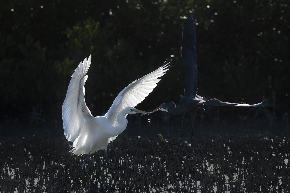 Photograph by Mehdi Dorostkar