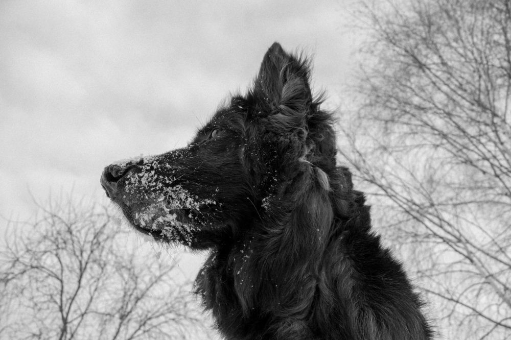 Photograph by Nikita Oshvintsev