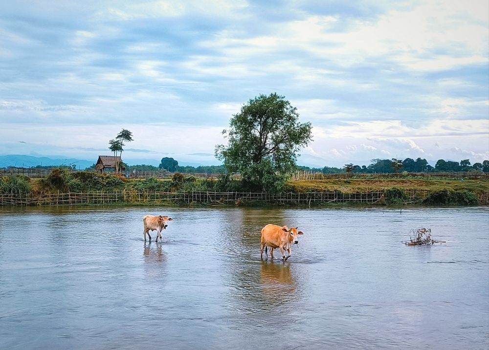 Return trip of two cows