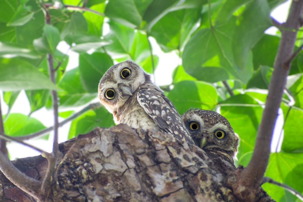 Photograph by Aritro Bose