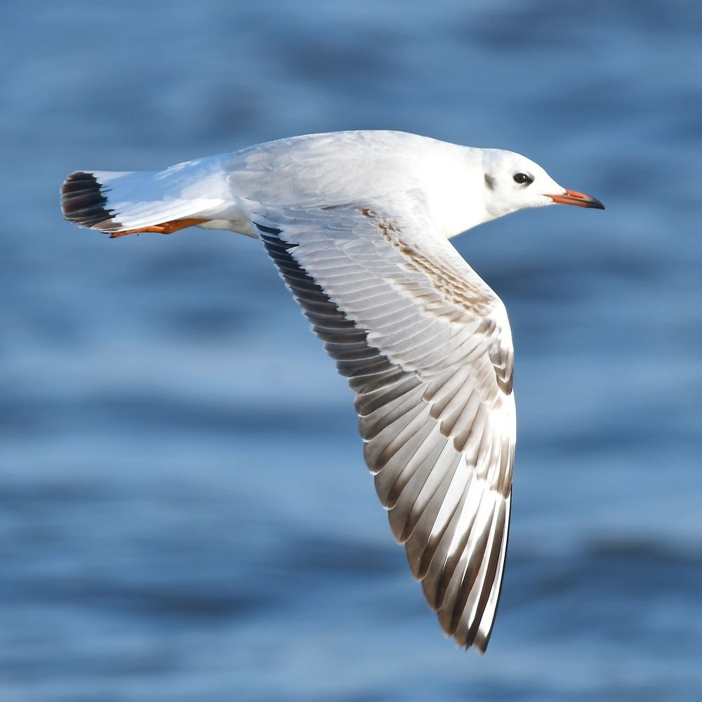 Photograph by Александр Катунцев