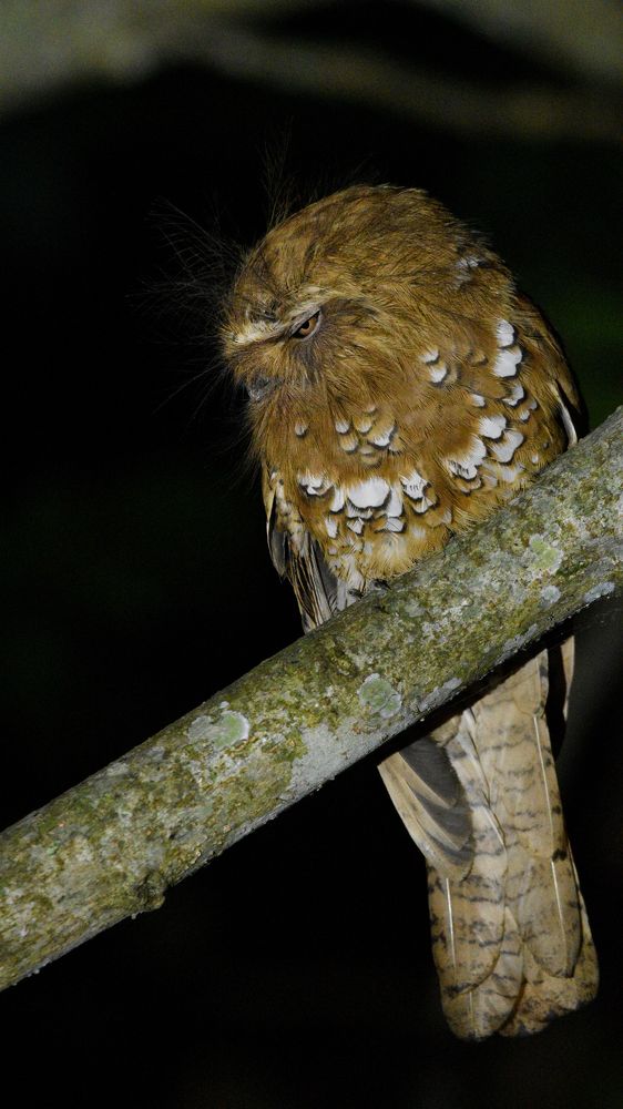 Photograph by Kinlay Tshering Dorji