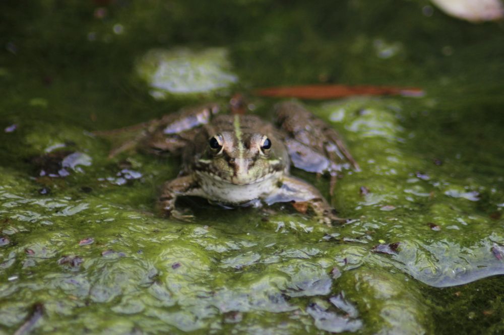 Photograph by Ferreira Francisco