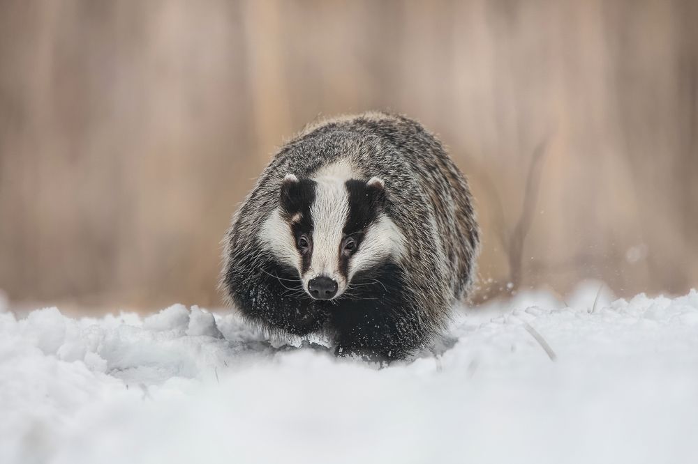 Hungry badger