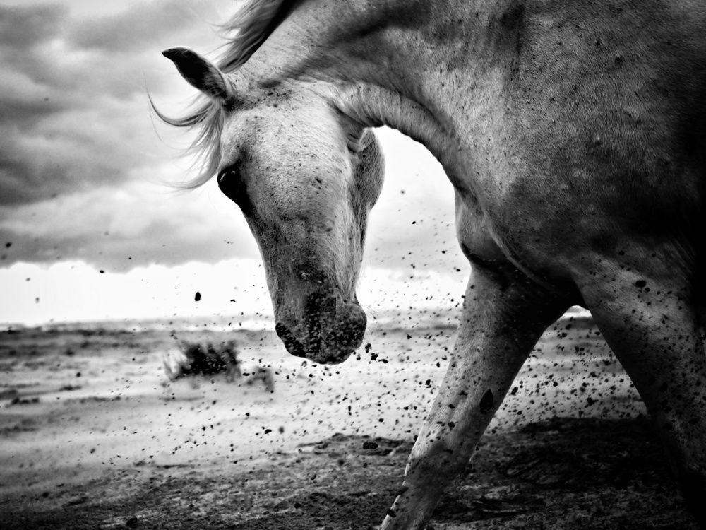 Photograph by Laurent Barrera