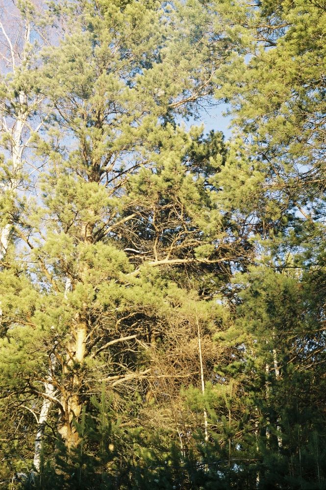 Photograph by Олег Леонтьев
