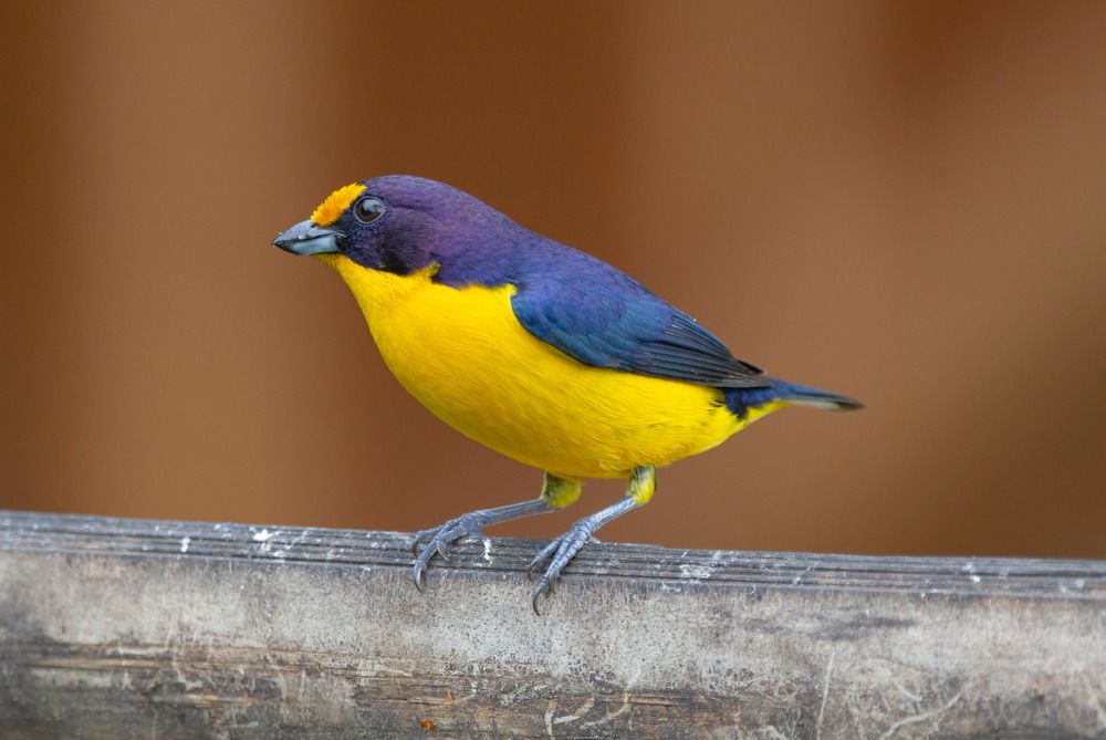 Photograph by Renato Costa Pinto