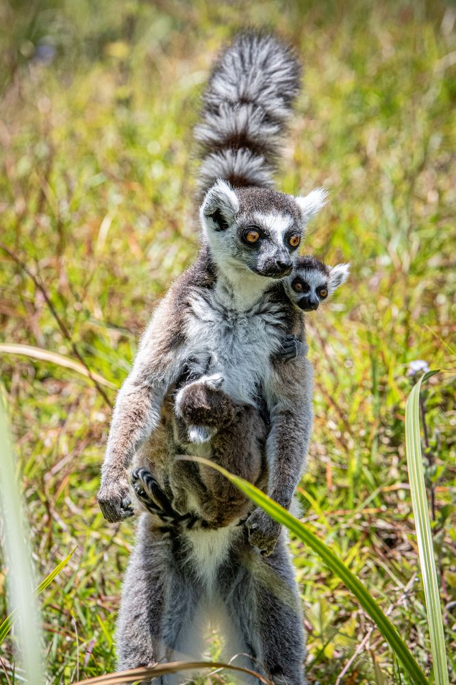 Lemurs