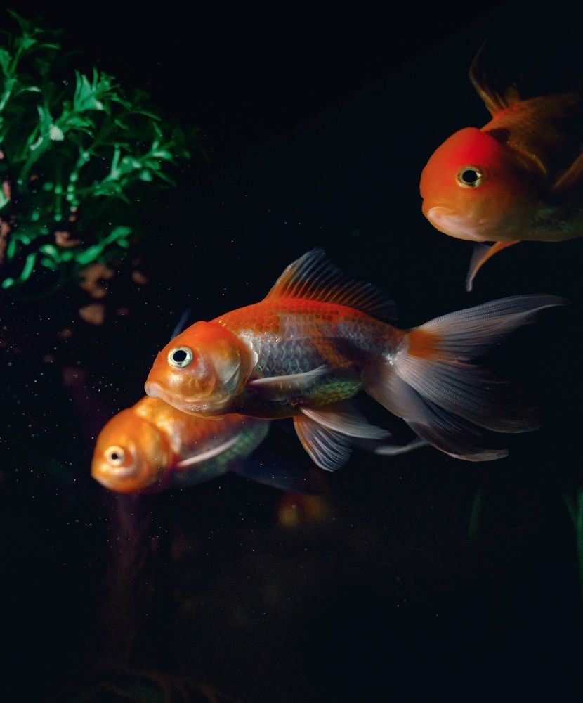 Photograph by saman al sulivany