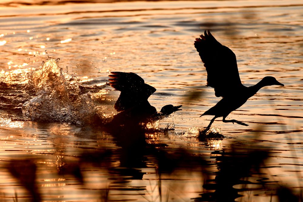 Photograph by SRIMANTA RAY