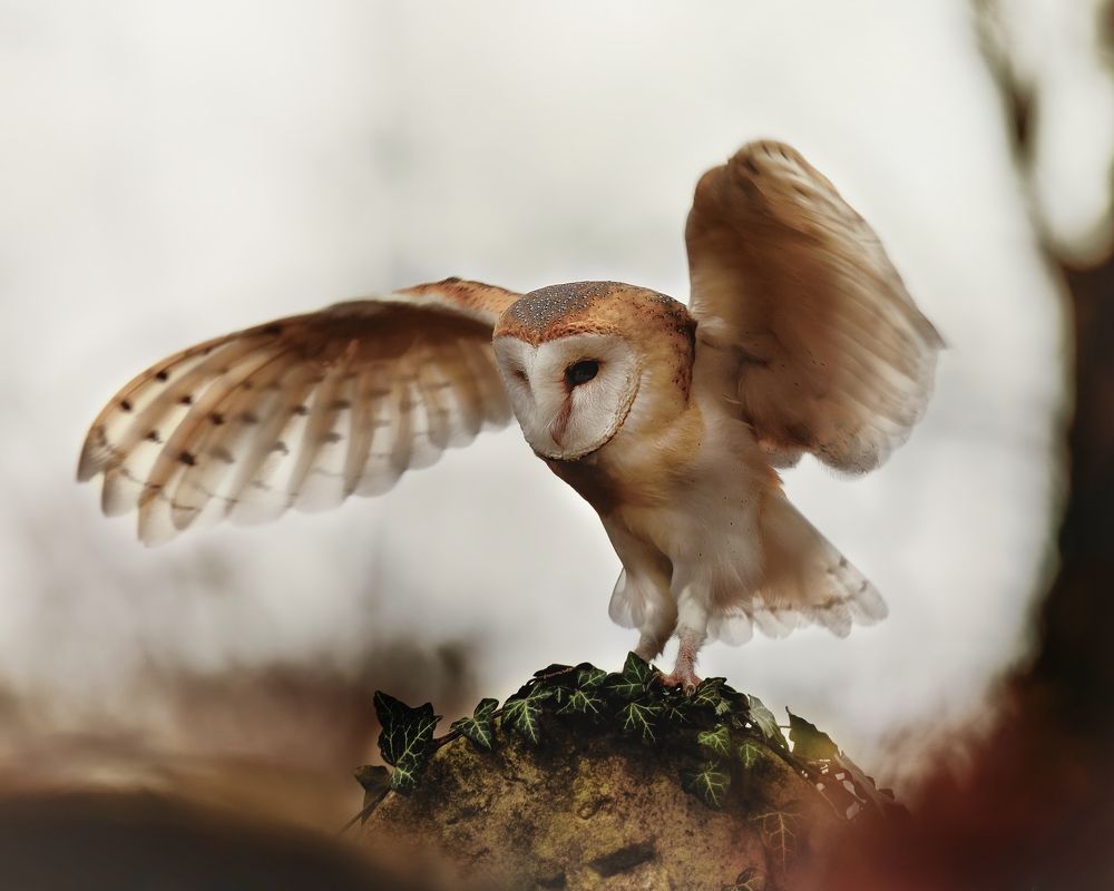 Barn owl in Jewish cemetery