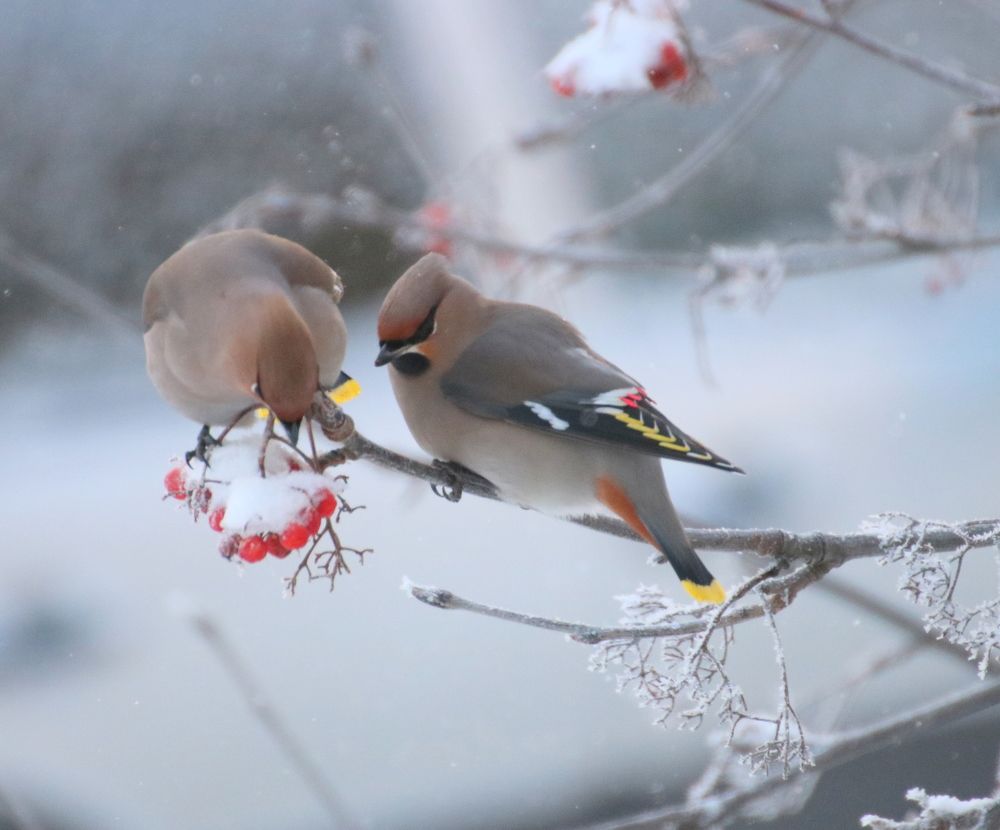 Photograph by Евгения Малафеева