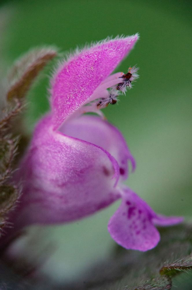 Photograph by Наталья Подмогильная