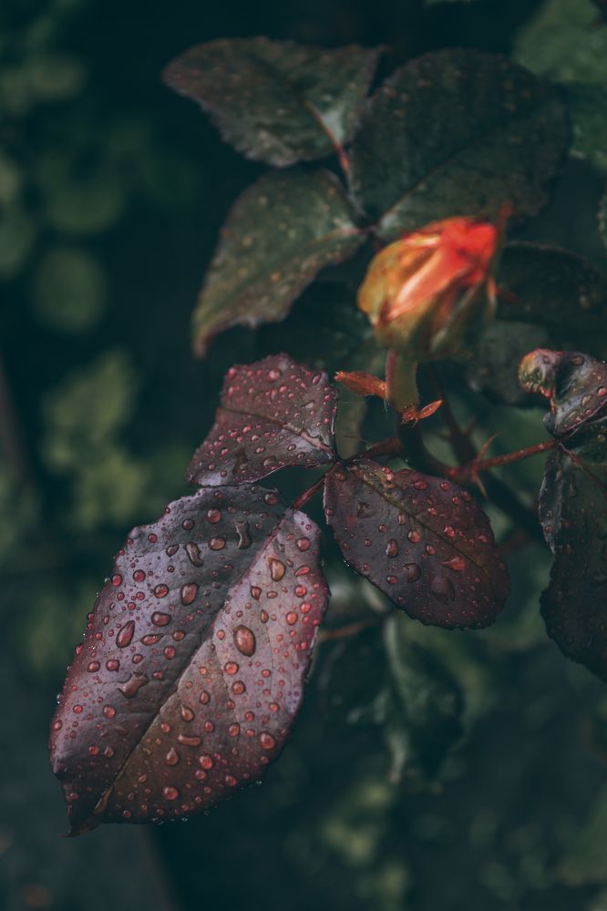 Photograph by Ольга Савина