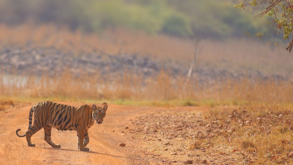 Photograph by Harish Kumar