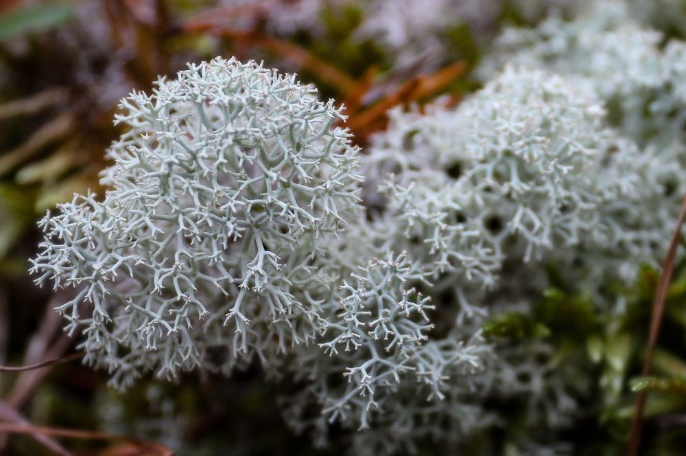 Photograph by Анна Дорофеева