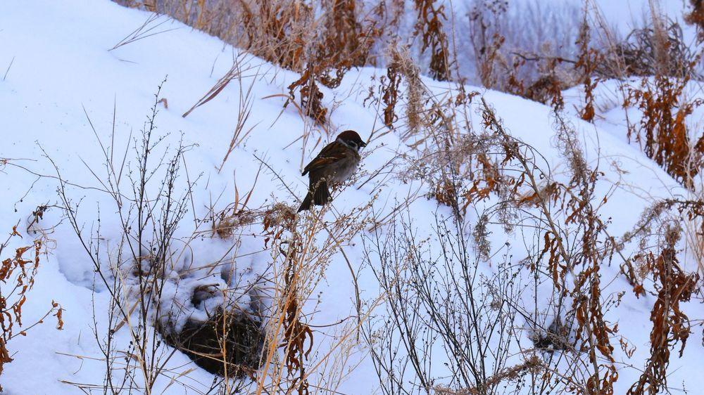 Photograph by Михаил Жарков