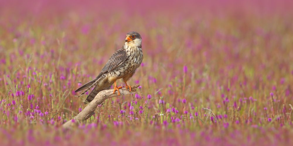 Photograph by Harish Kumar