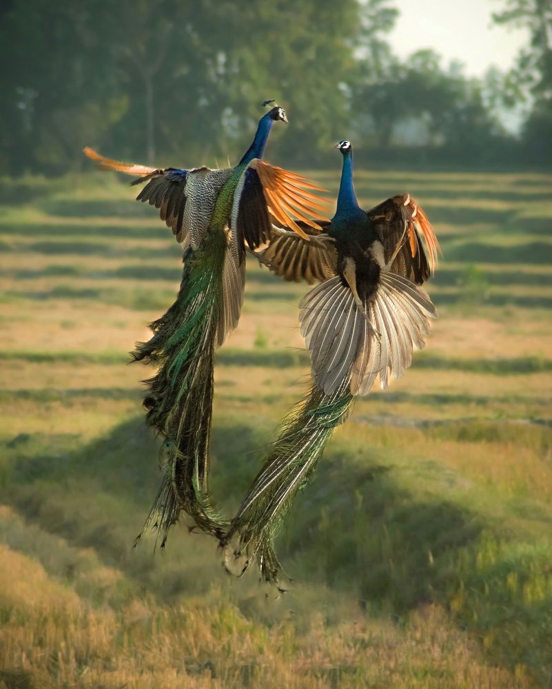 Is this paradise yours or mine?