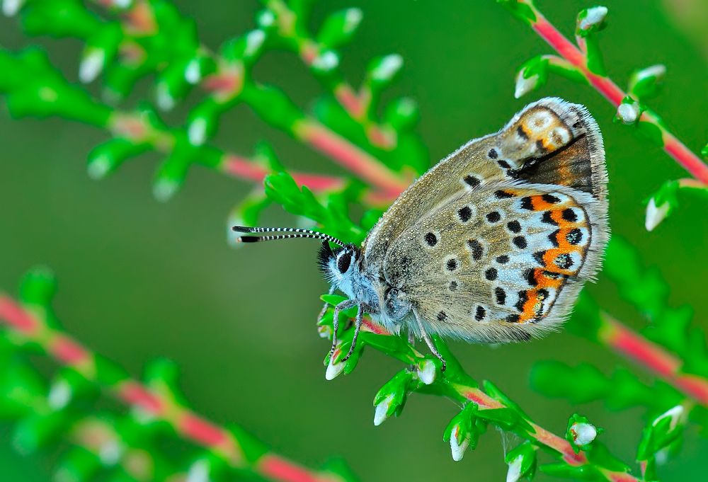 Photograph by НиКоЛаЙ