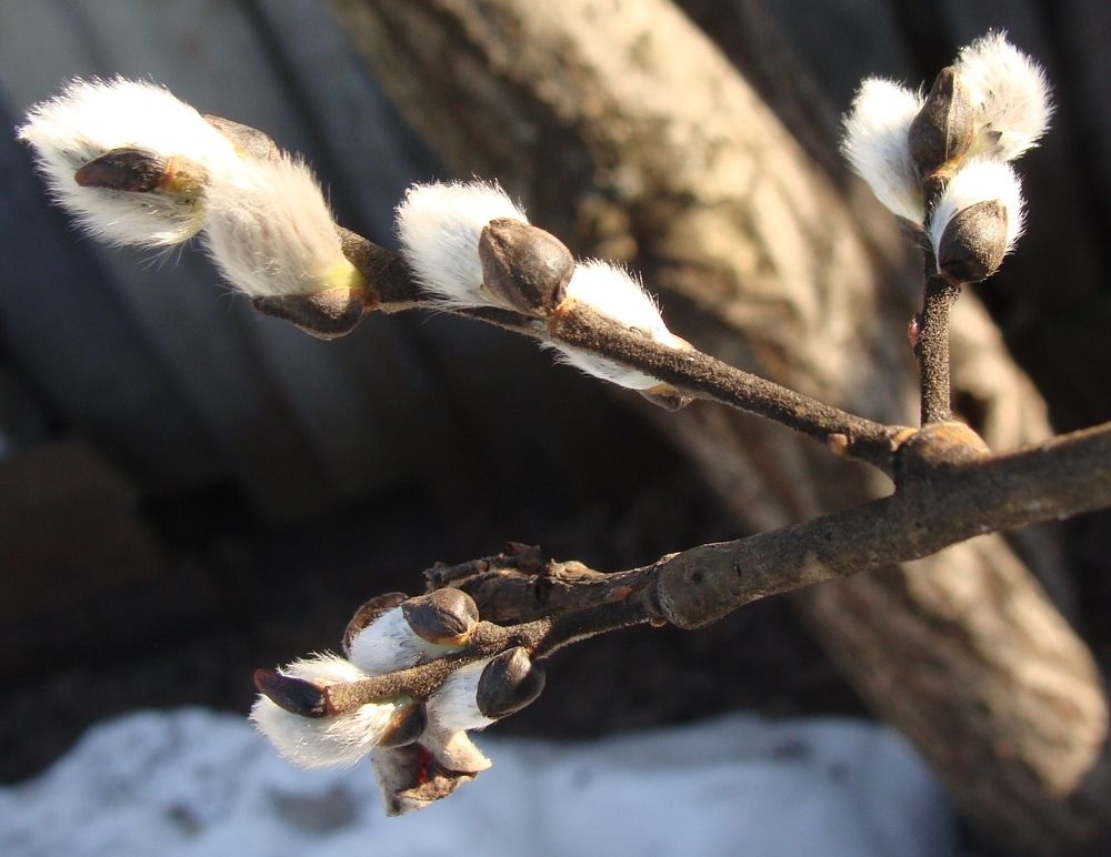 Photograph by Николай Худяков