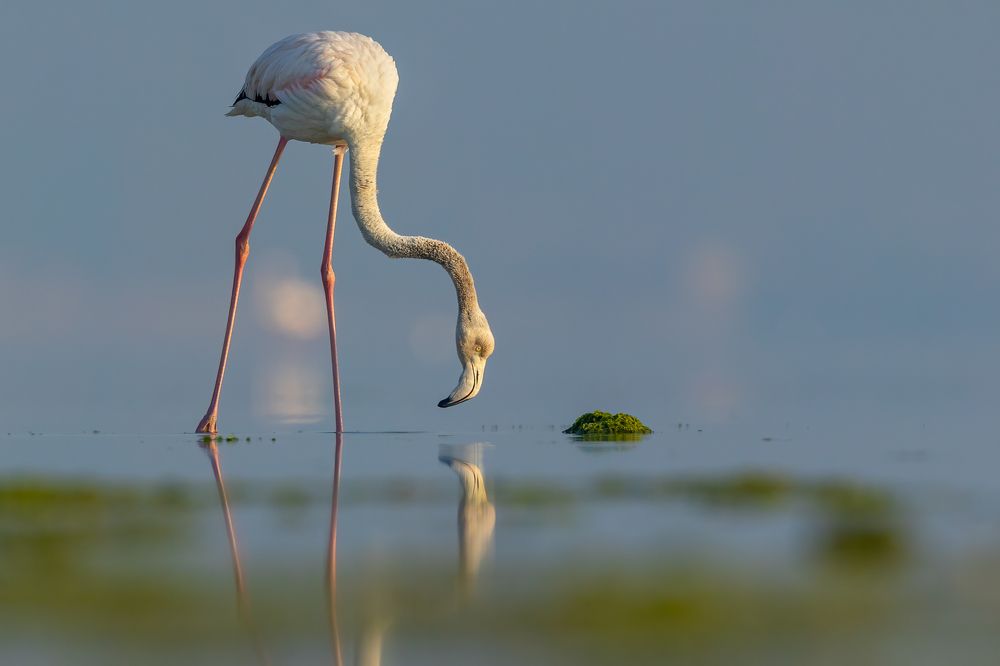 Greater Flamingo