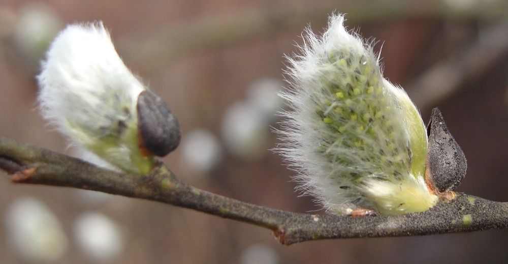 Photograph by Николай Худяков