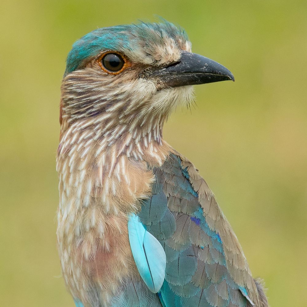 Photograph by Harish Kumar