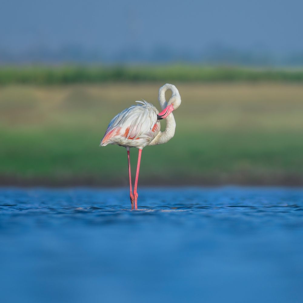 Greater Flamingos on their habitat
