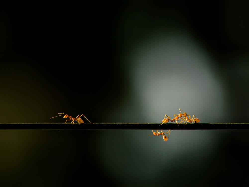 Photograph by Nusky Ahamed Rafeek