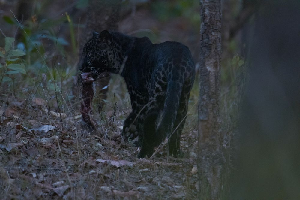 Photograph by Harish Kumar