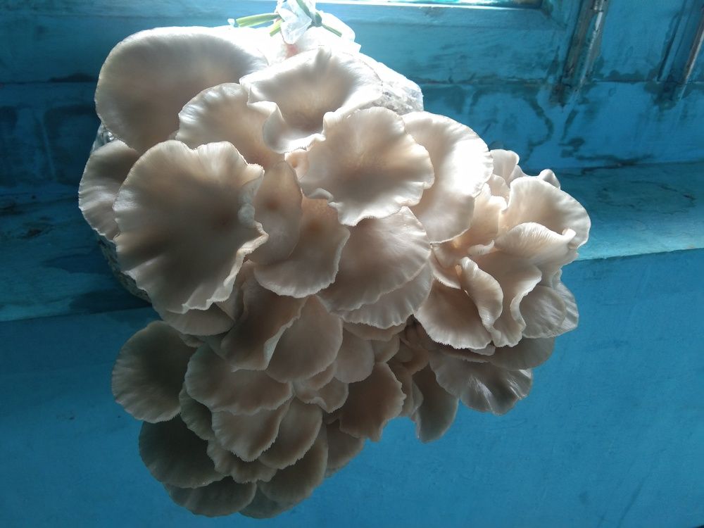 Photo #7370934