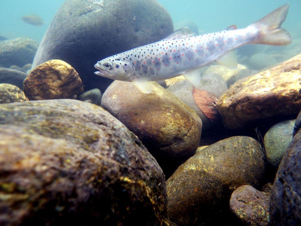 Photograph by Александр Гузенко