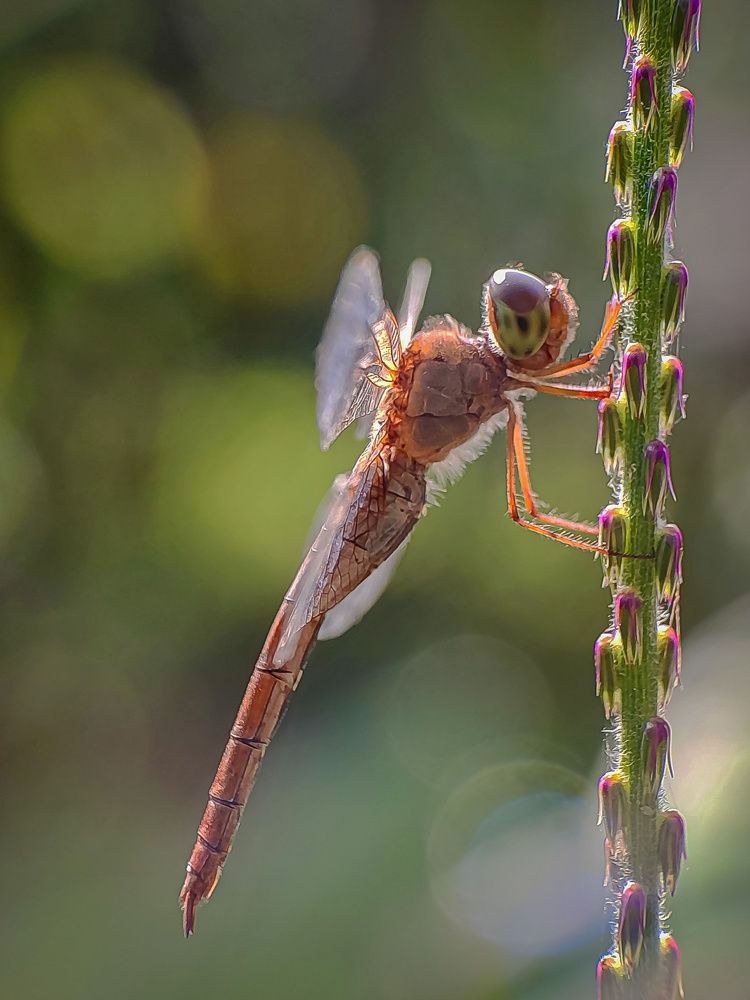 Photograph by Susmita Ghosh