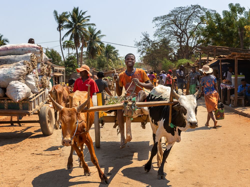 Фотография автора Елена Баврина