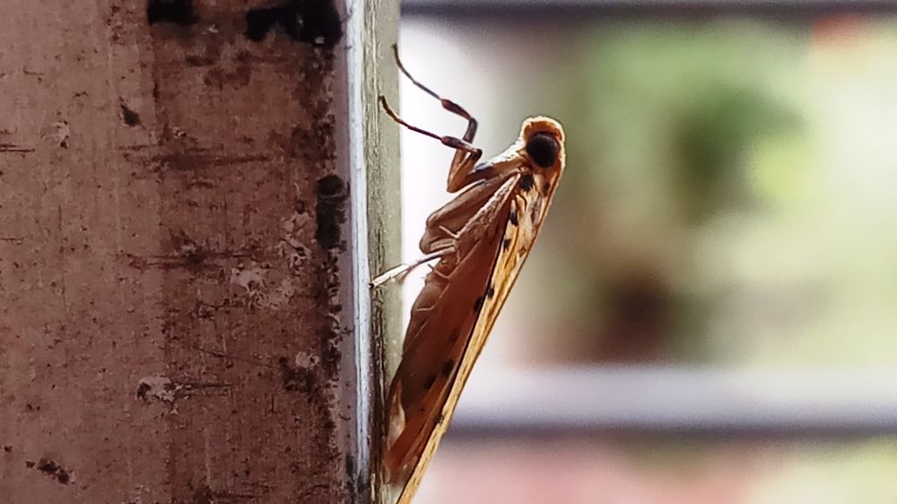 Photograph by Ambewadikar sourabh