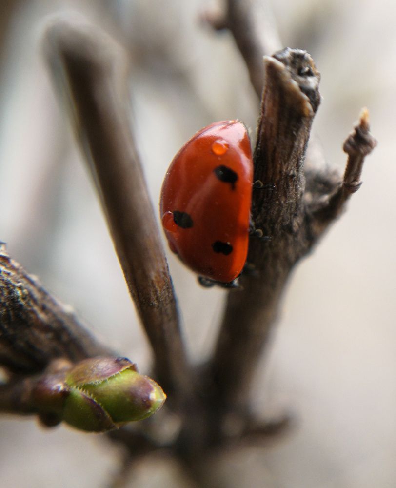 Photograph by Нина Колпакова