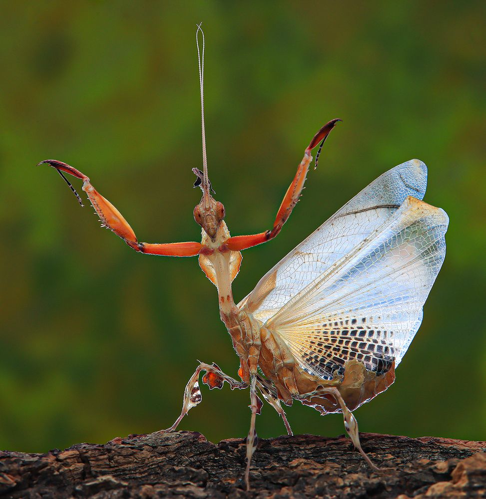 Phyllocrania Paradoxa - Ghost Mantis