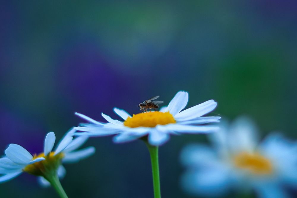 Photograph by Николай Стрельников