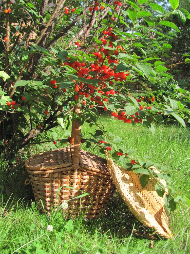 Photograph by Альбина