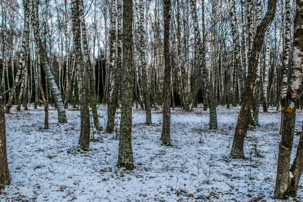 Первый снег