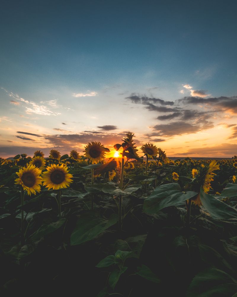 Фотография автора Lyuboslav Bochev